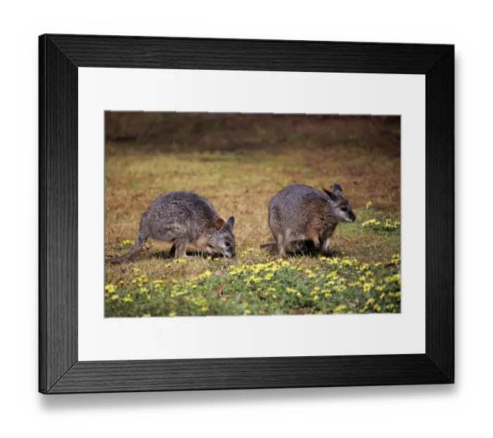 Framed Print : Tammar Wallaby (Macropus eugenii) Framed Print : Tammar Wallaby (Macropus eugenii)
