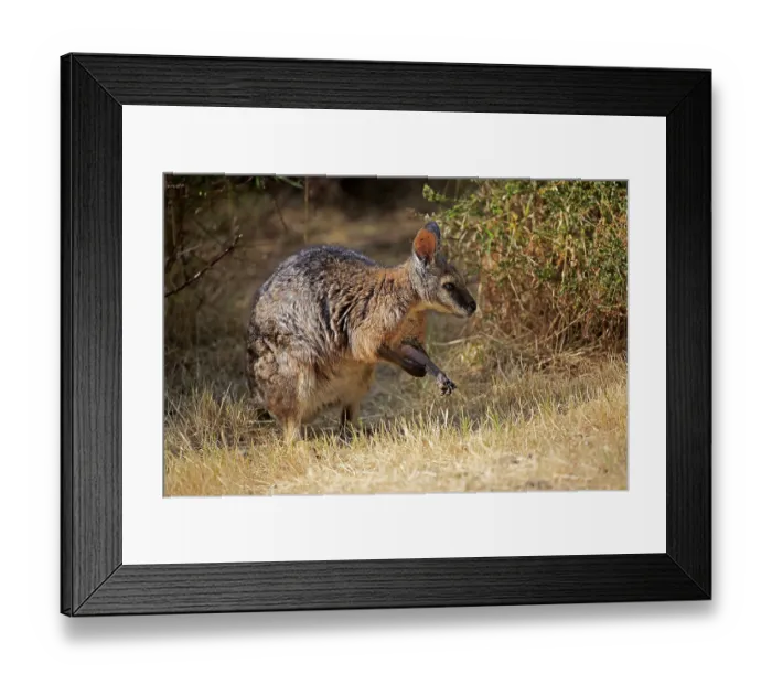 Framed Print : Tammar wallaby (Macropus eugenii) Framed Print : Tammar wallaby (Macropus eugenii)