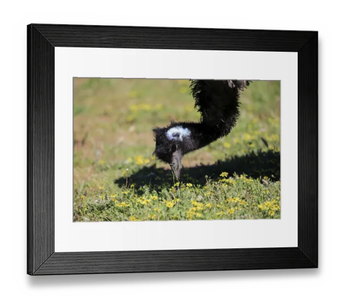 Framed Print : Emu (Dromaius novaehollandiae)