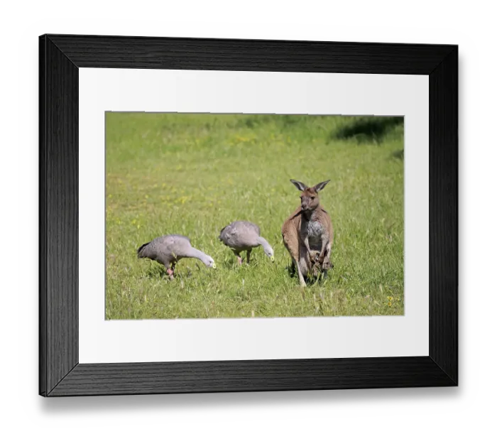 Framed Print : Eastern grey kangaroo, adult with young in pouch in a meadow
