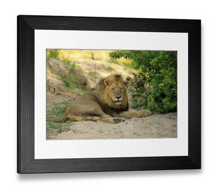 Framed Print : Lion (Panthera leo), adult pair Framed Print : Lion (Panthera leo), adult pair