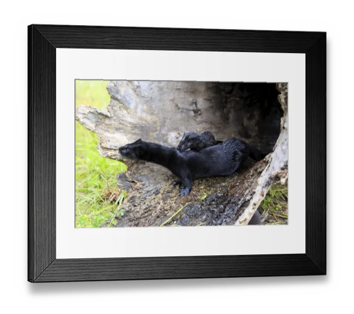 Framed Print : American Mink (Mustela vison), adult with young Framed Print : American Mink (Mustela vison), adult with young
