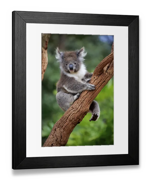 Framed Print : Koala (Phascolarctos cinereus)