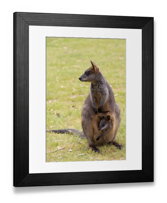 Framed Print : Swamp Wallaby (Wallabia bicolor)