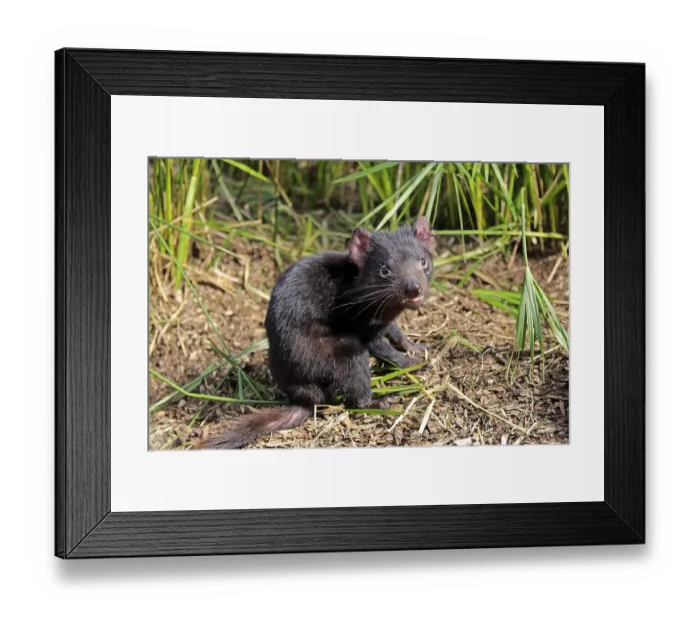 Framed Print : Tasmanian devil (Sarcophilus harrisii) Framed Print : Tasmanian devil (Sarcophilus harrisii)