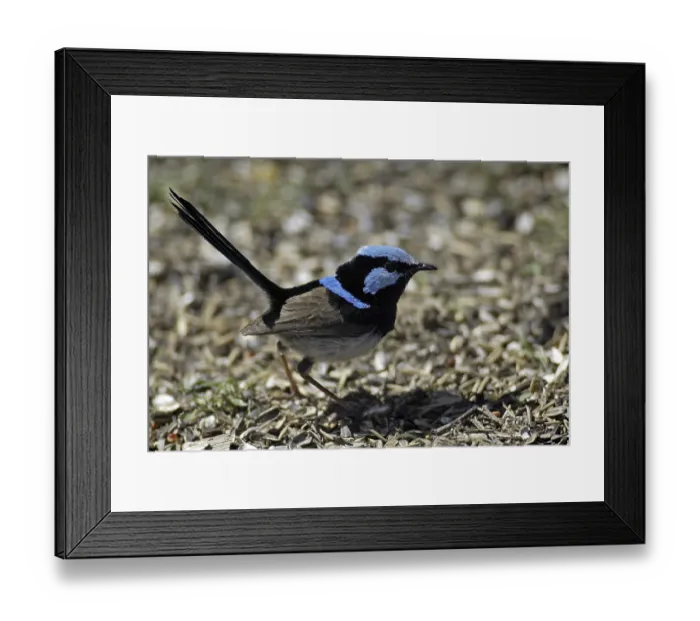 Framed Print : Superb Fairy-wren or Superb Blue-wren (Malurus cyaneus)
