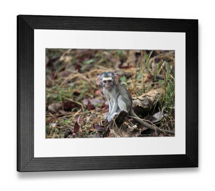 Framed Print : Vervet Monkey, Grivet Monkey (Cercopithecus aethiops) Framed Print : Vervet Monkey, Grivet Monkey (Cercopithecus aethiops)