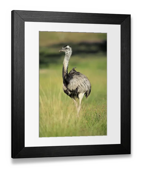 Framed Print : Greater Rhea (Rhea americana), adult male