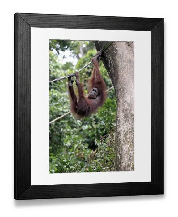 Framed Print : Bornean orangutan (Pongo pygmaeus)