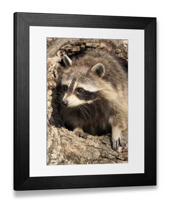 Framed Print : Raccoon (Procyon lotor), female
