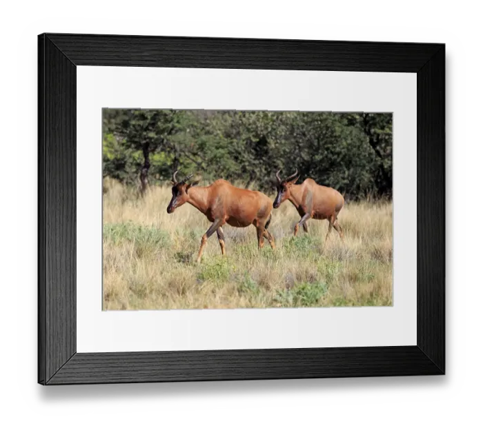 Framed Print : Common Tsessebe or Sassaby (Damaliscus lunatus)