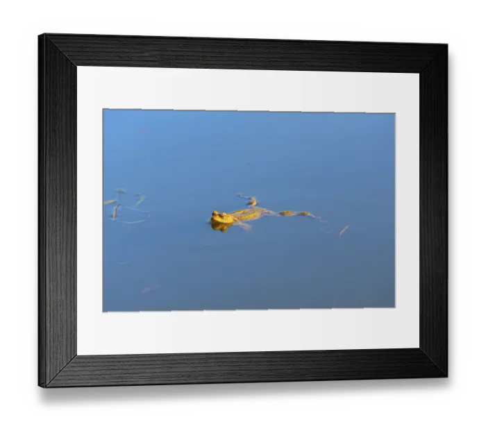 Framed Print : Common toad, male during mating season in spawning water