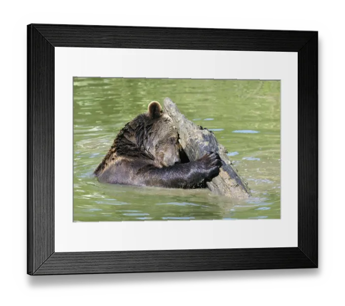 Framed Print : European Brown Bear (Ursus arctos)