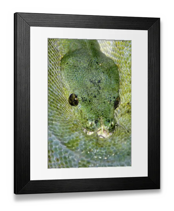 Framed Print : Green Tree Pythons (Morelia viridis)