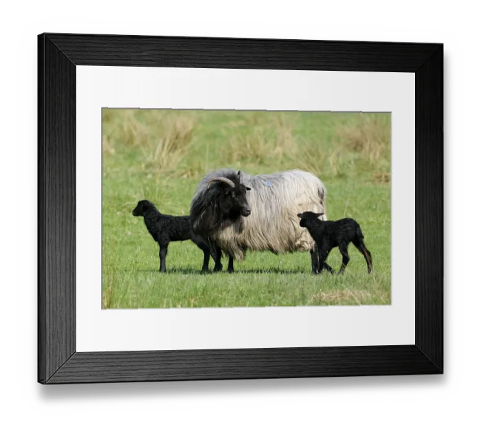 Framed Print : Grey Horned Heath Sheep and Lambs Framed Print : Grey Horned Heath Sheep and Lambs