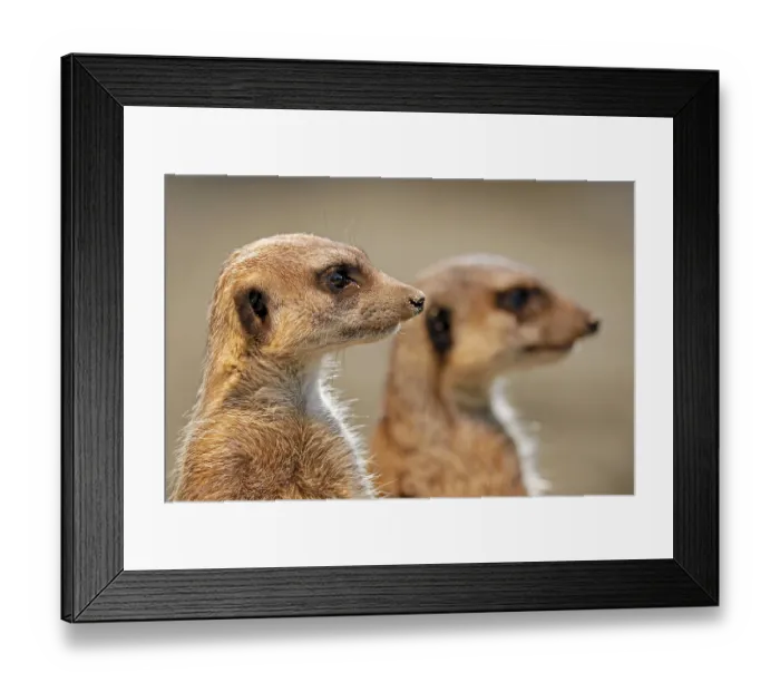 Framed Print : Meerkat (Suricata suricatta), young, captive