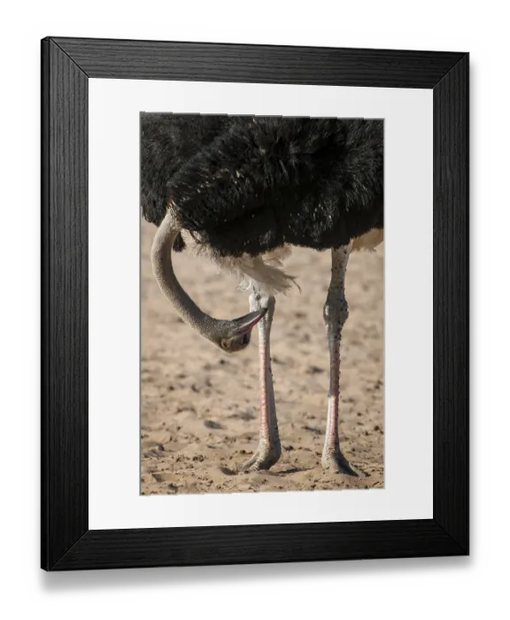 Framed Print : Ostrich (Struthio camelus) looking between his legs