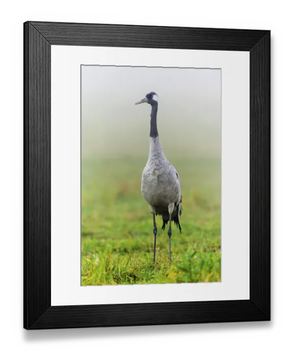 Framed Print : Eurasian or common crane (Grus grus)