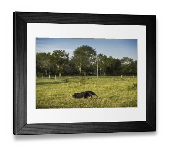 Framed Print : Giant anteater (Myrmecophaga tridactyla) in its habitat Framed Print : Giant anteater (Myrmecophaga tridactyla) in its habitat