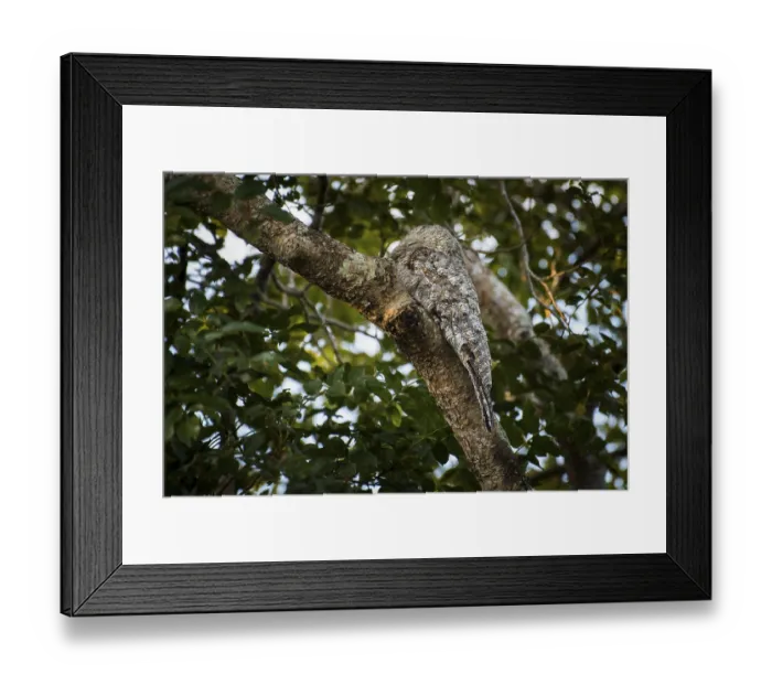 Framed Print : Great potoo (Nyctibius grandis) sitting on branch Framed Print : Great potoo (Nyctibius grandis) sitting on branch