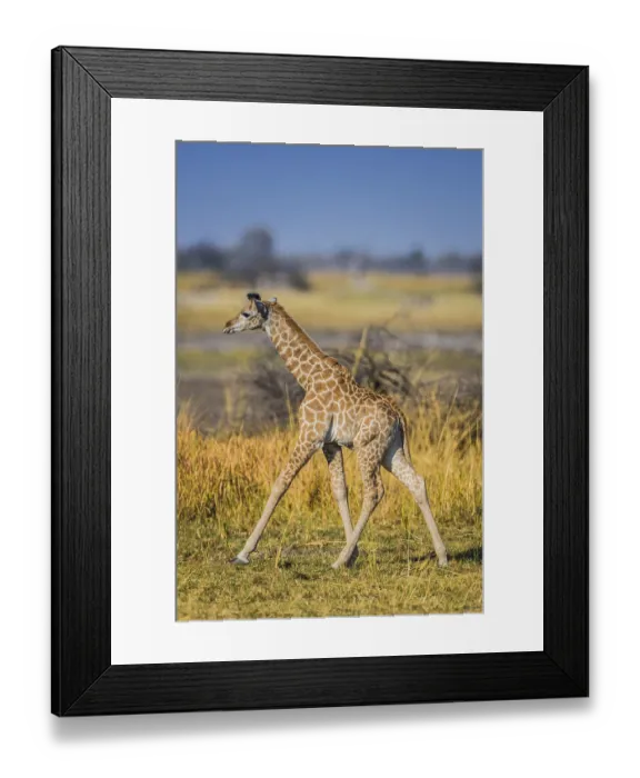 Framed Print : Angolan Giraffe (Giraffa camelopardalis angolensis) Framed Print : Angolan Giraffe (Giraffa camelopardalis angolensis)