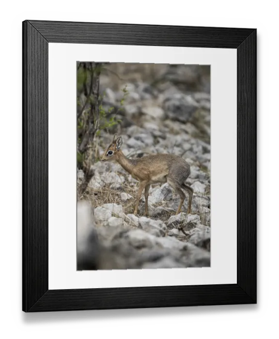 Framed Print : Kirk dikdik or kirk's dik-dik (Madoqua kirkii)