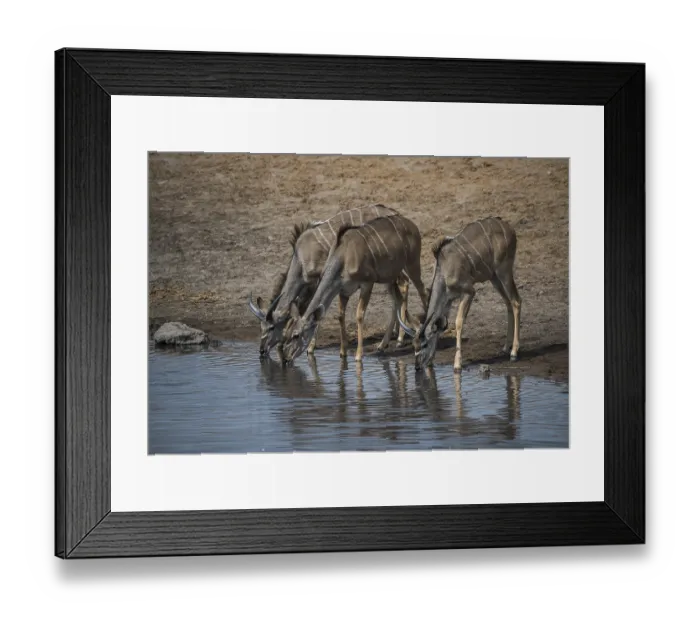Framed Print : Greater kudu (Tragelaphus strepsiceros)