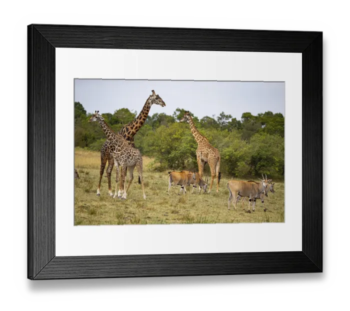 Framed Print : Eland (Tragelaphus oryx) Masai giraffe (Giraffa c)