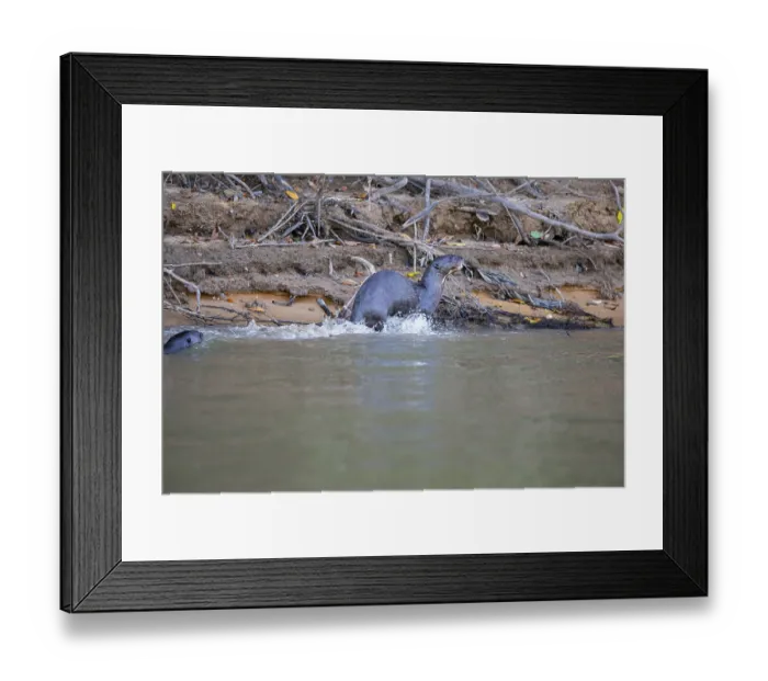 Framed Print : Giant otter (Pteronura brasiliensis) Pantanal Brazil