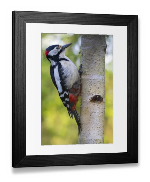 Framed Print : Great spotted woodpecker (Dendrocopos major) on a birch trunk