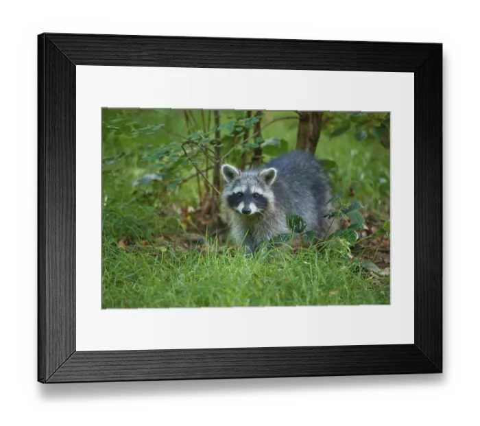 Framed Print : Raccoon (Procyon lotor), in meadow in forest Framed Print : Raccoon (Procyon lotor), in meadow in forest