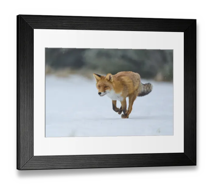 Framed Print : Red fox (Vulpes vulpes), running on a snowy meadow Framed Print : Red fox (Vulpes vulpes), running on a snowy meadow