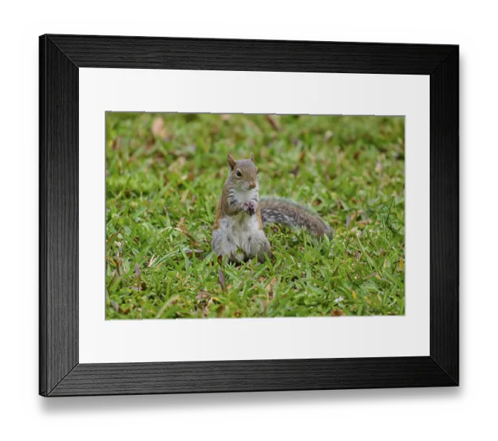 Framed Print : Grey Squirrel (Sciurus carolinensis) Framed Print : Grey Squirrel (Sciurus carolinensis)