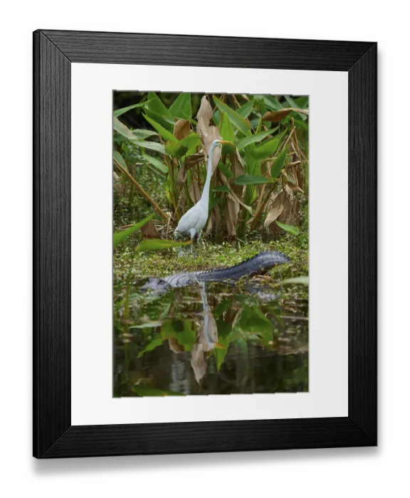 Framed Print : American alligator (Alligator mississippiensis) and great egret (Ardea alba) in the water Framed Print : American alligator (Alligator mississippiensis) and great egret (Ardea alba) in the water