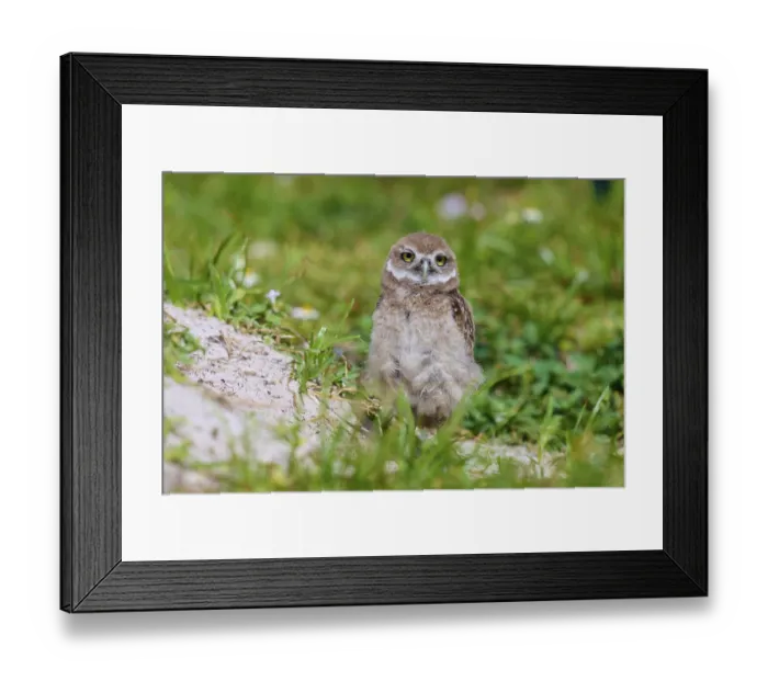 Framed Print : Burrowing Owl (Speotyto cunicularia) Framed Print : Burrowing Owl (Speotyto cunicularia)