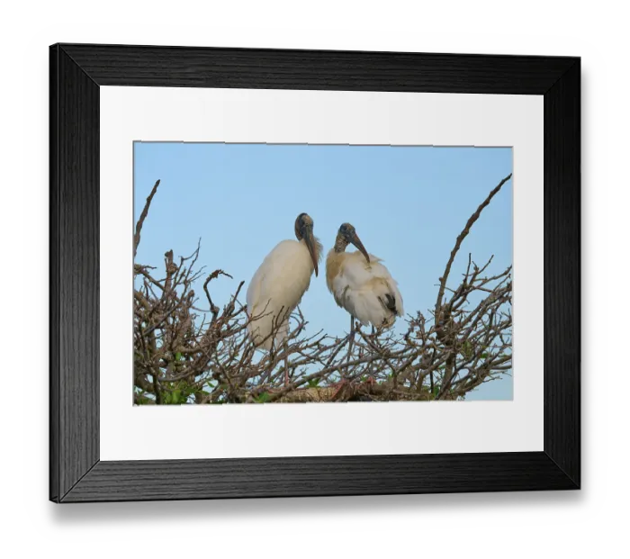 Framed Print : Two wood storks (Mycteria americana) Framed Print : Two wood storks (Mycteria americana)