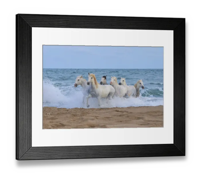 Framed Print : White Camargue horses gallop through the shallow water by the sea along a sandy beach Framed Print : White Camargue horses gallop through the shallow water by the sea along a sandy beach