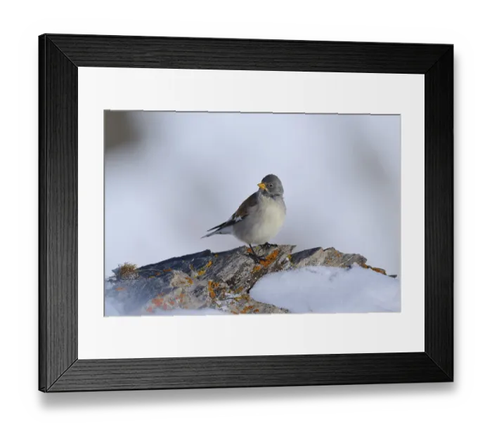 Framed Print : Snowfinch (Montifringilla nivalis)