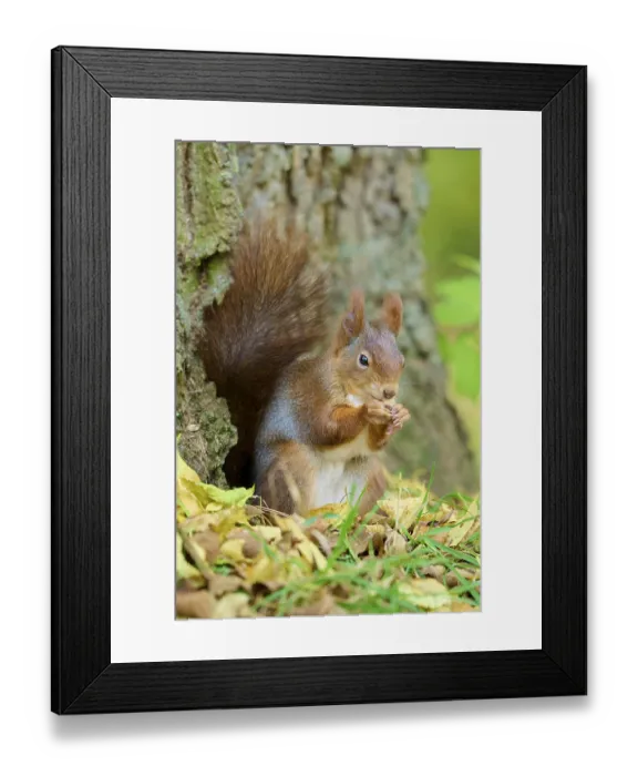Framed Print : Eurasian squirrel (Sciurus vulgaris)
