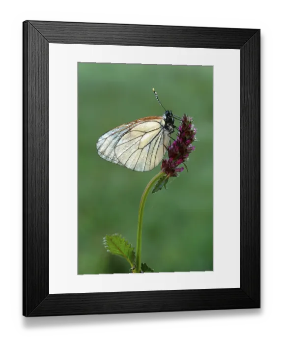 Framed Print : Black-veined white (Aporia crataegi)