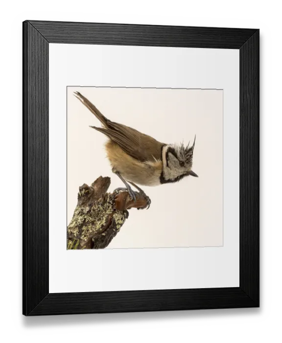 Framed Print : European Crested Tit (Parus cristatus) Framed Print : European Crested Tit (Parus cristatus)