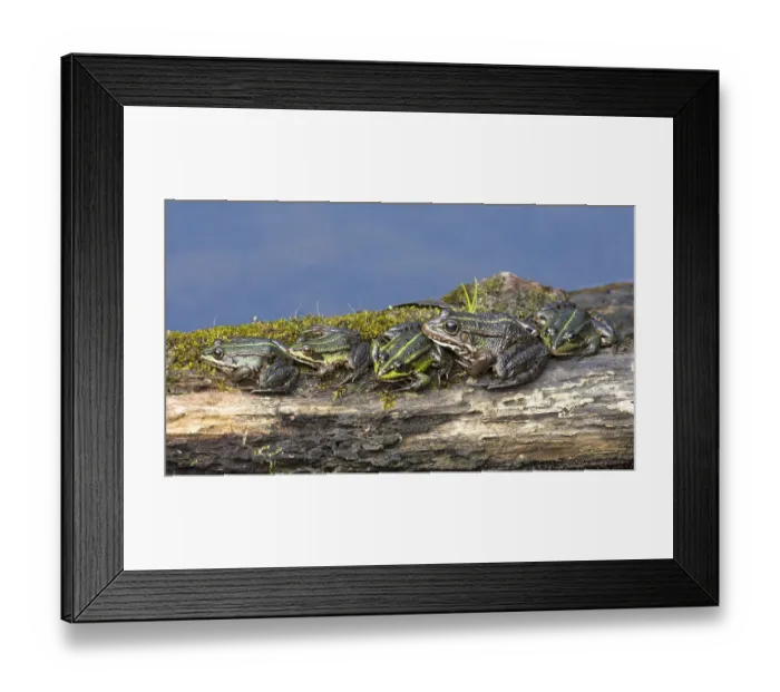Framed Print : Green frogs (Rana esculenta) sitting on wood at a lake