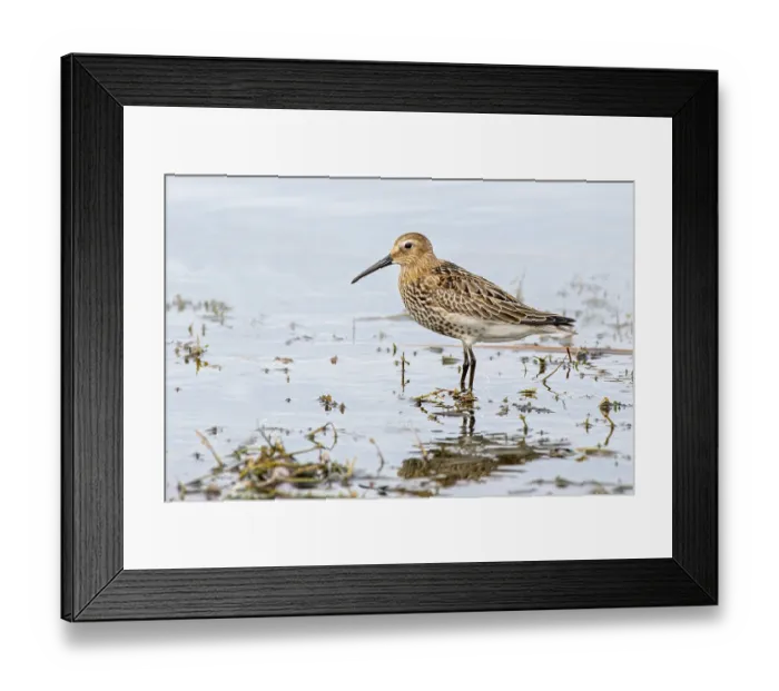 Framed Print : Dunlin (Calidris alpina), Vorarlberg