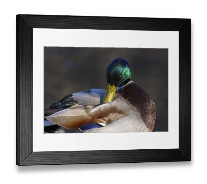 Framed Print : Mallard (Anas platyrhynchos), male Framed Print : Mallard (Anas platyrhynchos), male