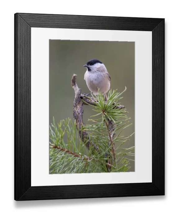 Framed Print : Marsh tit (Parus palustris), sitting on a branch
