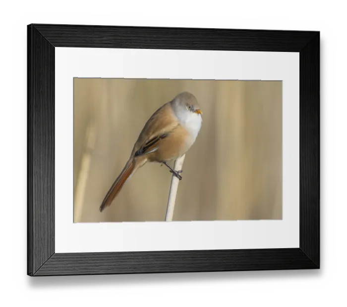 Framed Print : bearded tit Framed Print : bearded tit
