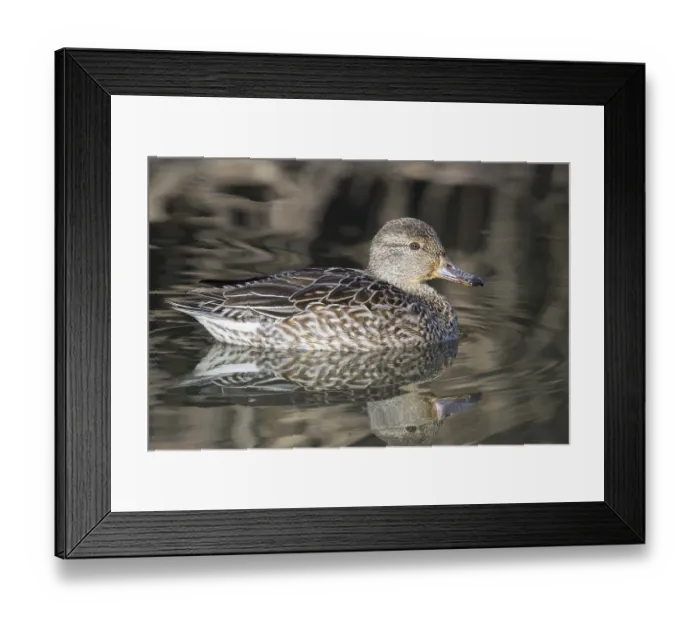 Framed Print : Teal