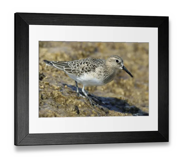 Framed Print : Baird's sandpiper, Mammoth Hot Springs