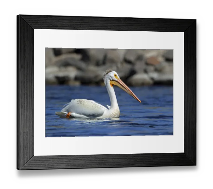 Framed Print : Rhinoceros pelican, USA, North America