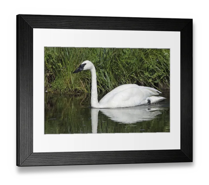 Framed Print : Trumpeter Swan